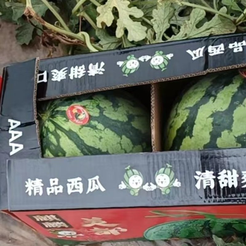 【实力】山西西瓜，美都西瓜，基地直供，欢迎来电洽谈