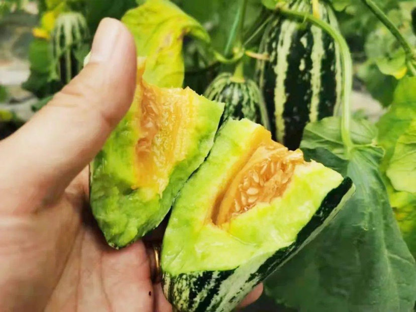 羊角蜜甜瓜成熟果实特写