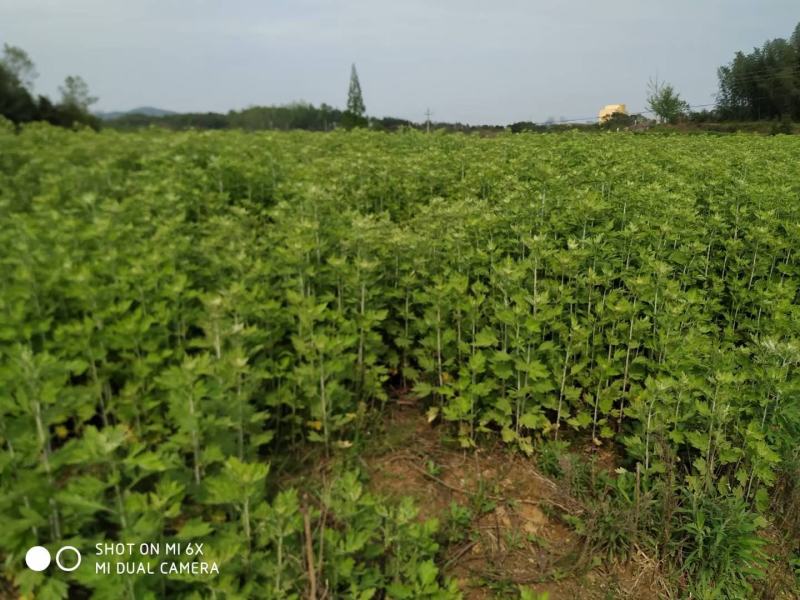 李时珍故乡湖北黄冈蕲春大别山蕲艾干艾叶干货