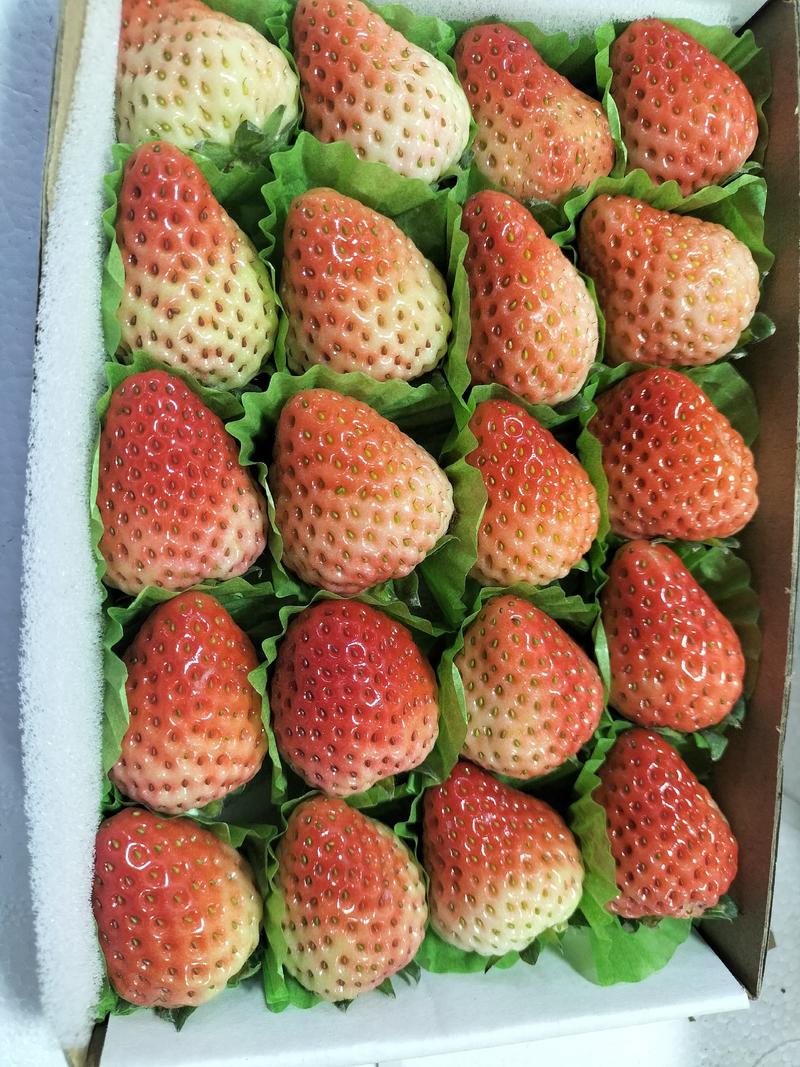 长丰草莓