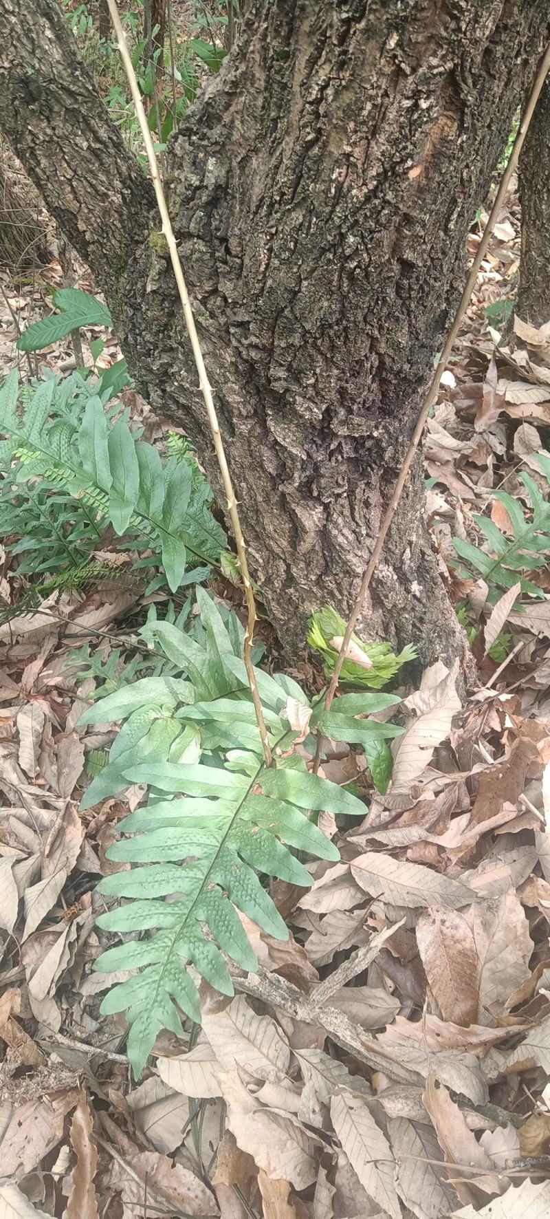 新鲜天冬天门冬贵州野生货源充足