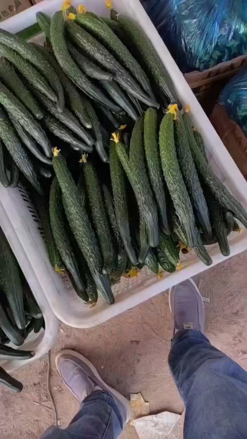 密刺黄瓜万亩蔬菜基地黄瓜，，货源充足，欢迎新老顾客采购