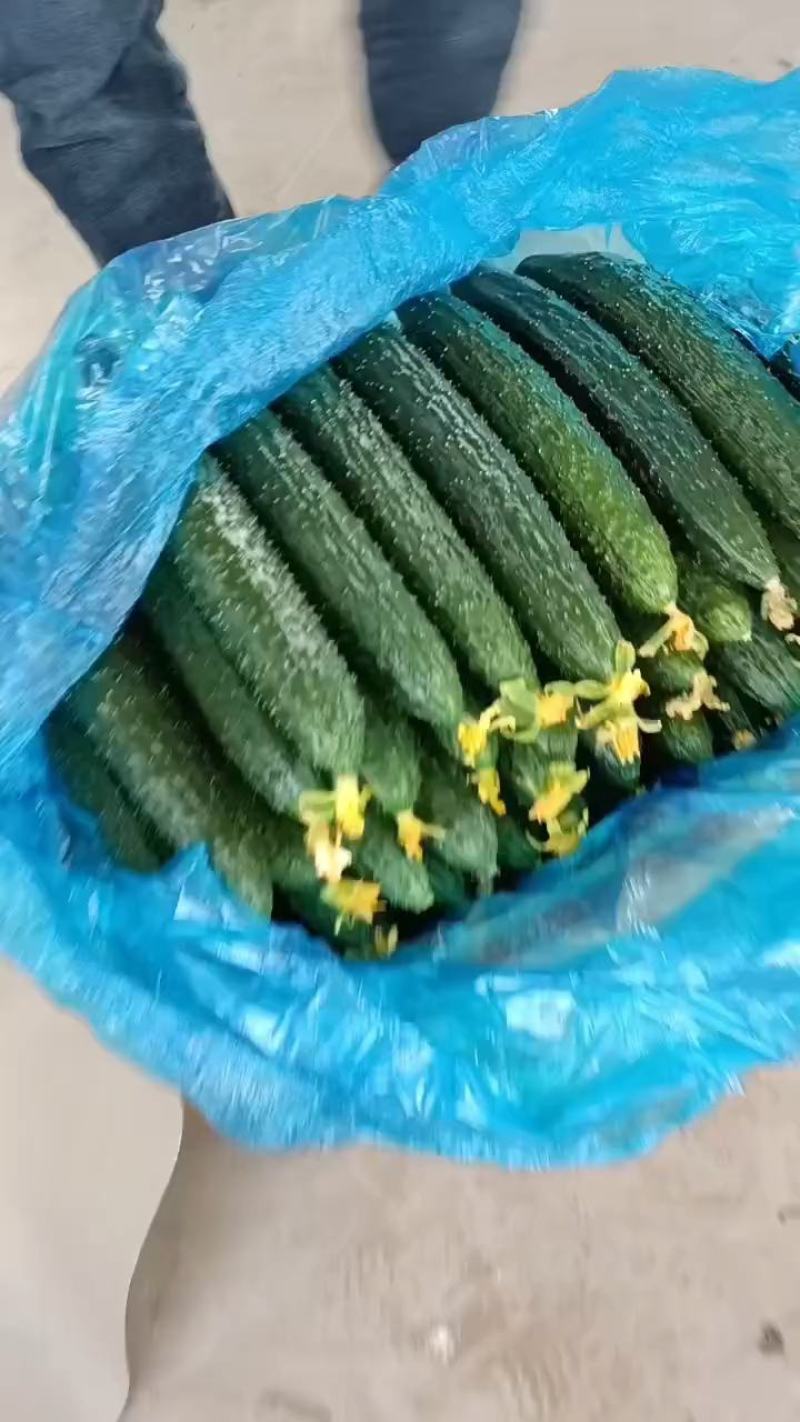密刺黄瓜万亩蔬菜基地黄瓜，，货源充足，欢迎新老顾客采购