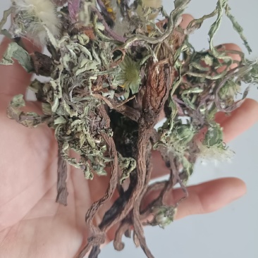 蒲公英，手选野生，带根全棵，高含量，支持在线下单