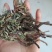 蒲公英，手选野生，带根全棵，高含量，支持在线下单