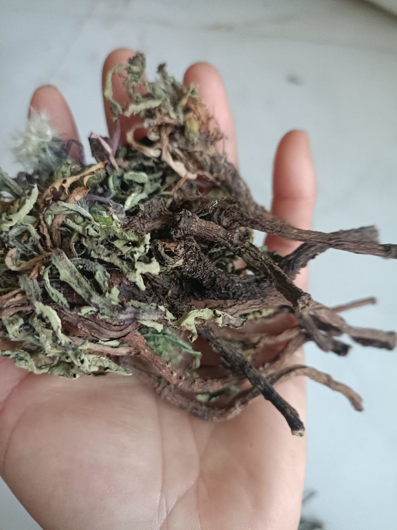 蒲公英，手选野生，带根全棵，高含量，支持在线下单
