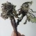 蒲公英，手选野生，带根全棵，高含量，支持在线下单