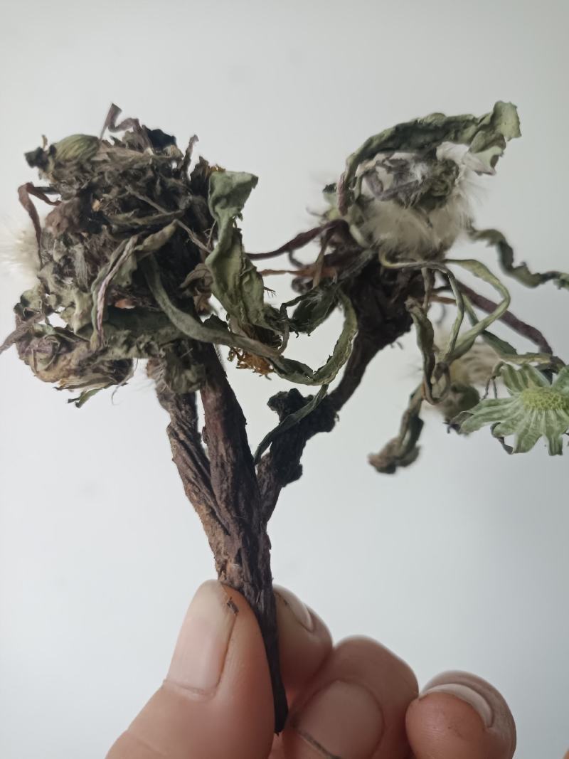 蒲公英，手选野生，带根全棵，高含量，支持在线下单