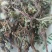 蒲公英，手选野生，带根全棵，高含量，支持在线下单