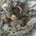 蒲公英，手选野生，带根全棵，高含量，支持在线下单