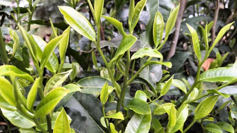 云南施甸富硒白茶纯原料