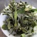 云南施甸富硒白茶纯原料