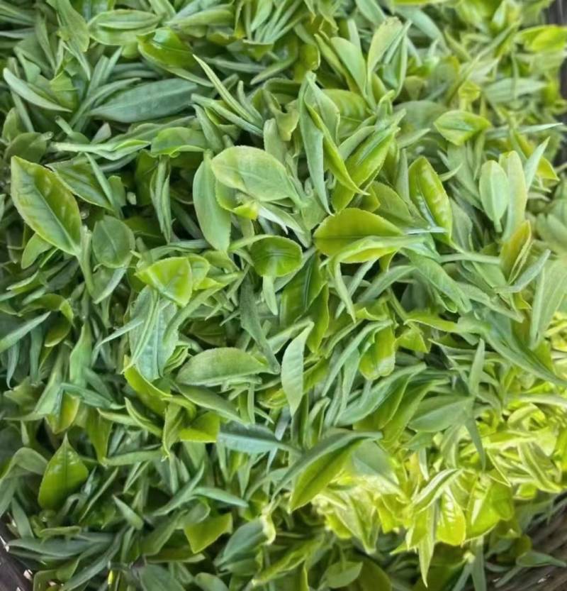 云南施甸富硒白茶纯原料