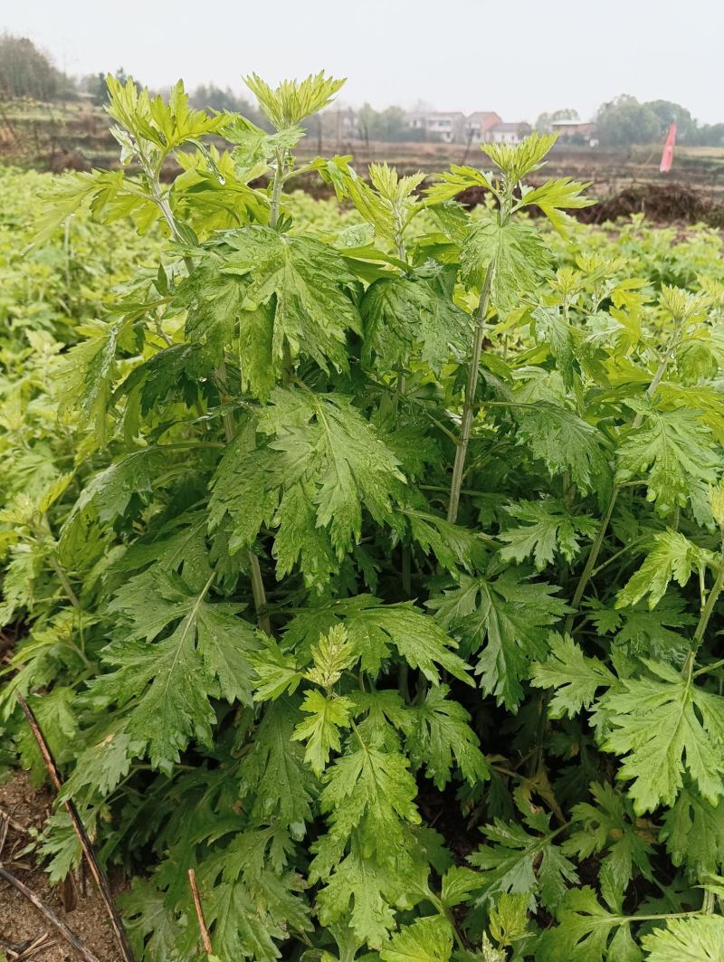 蕲艾艾绒湖北黄冈蕲春大别山李时珍故乡