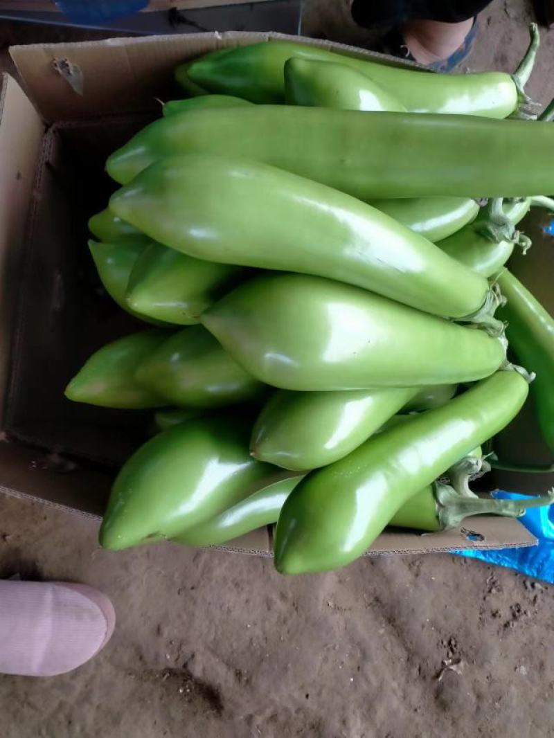 【实力供货】精品青茄子产地现摘现发品质保证全国发货