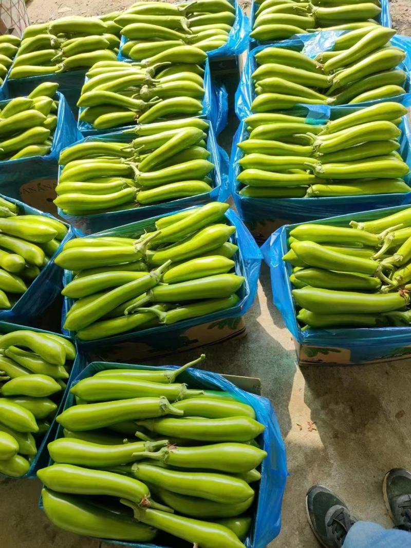 【实力供货】精品青茄子产地现摘现发品质保证全国发货