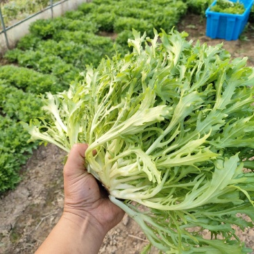 精品绿叶苦菊