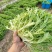 精品绿叶苦菊