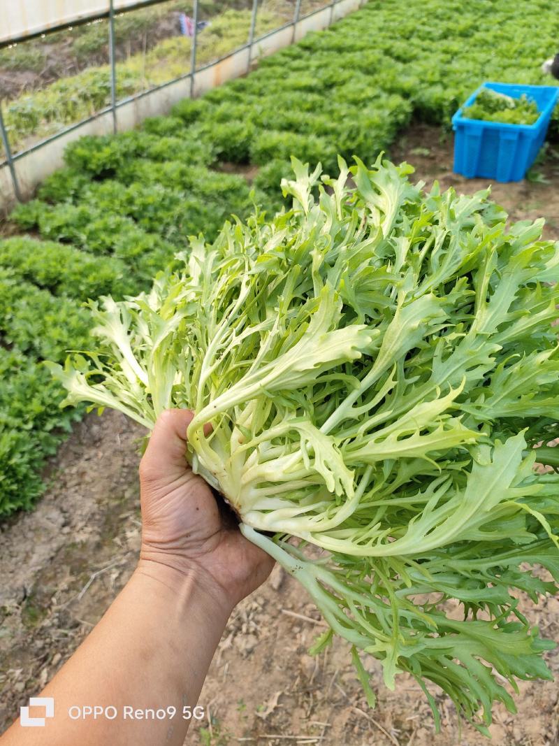 精品绿叶苦菊
