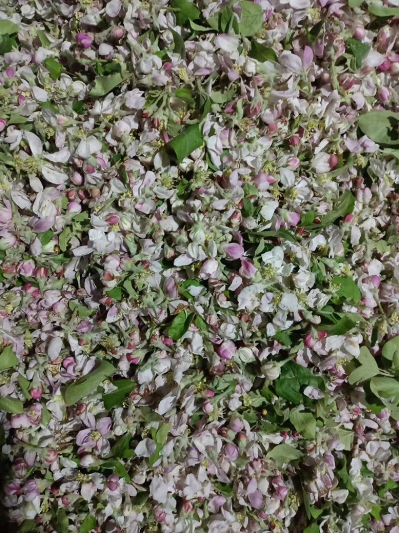 苹果花粉厂家直销经营品质保证要实地考察验货诚信
