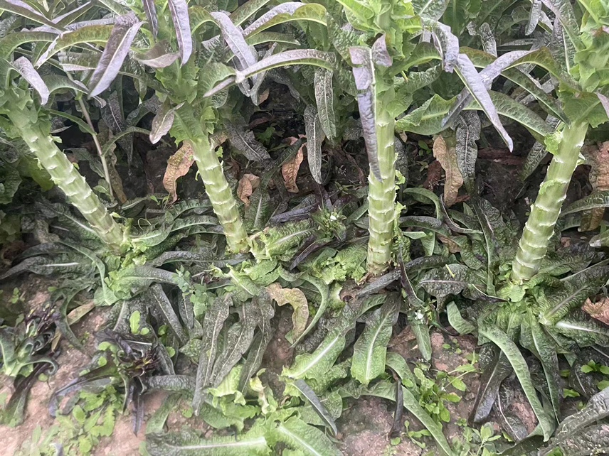 邳州苔蒜种植基地航拍图