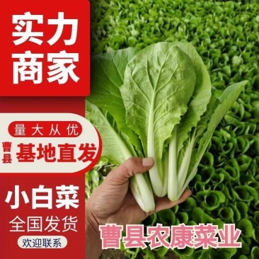 精选小白菜，毛白菜，奶白菜原产地实力供货，保质保量，