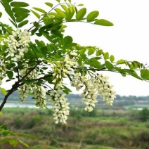 太行山洋槐花