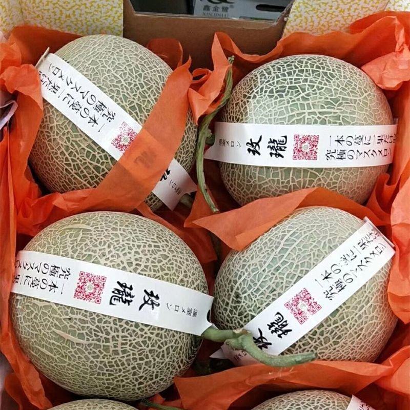 山东莘县头茬玫珑甜瓜网纹瓜大量上市，支持一件代发平台对接