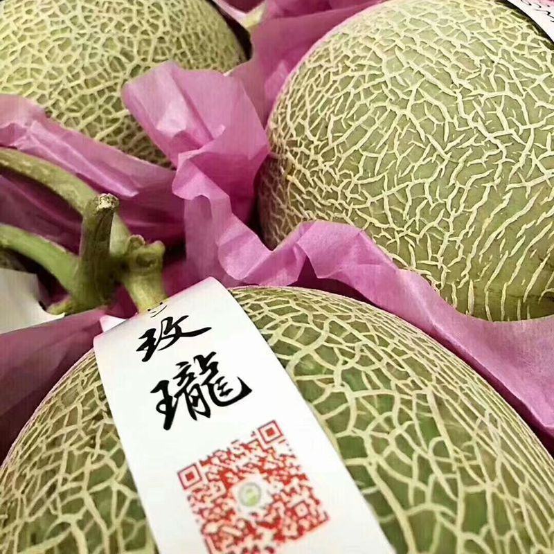 山东莘县头茬玫珑甜瓜网纹瓜大量上市，支持一件代发平台对接