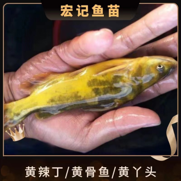 精品黄骨鱼黄桑鱼昂刺黄辣丁规格齐全渔场直供技术指导