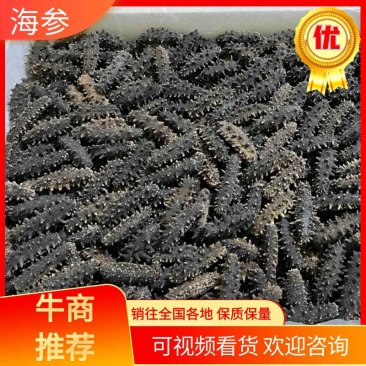 【推荐】高品质刺参辽参自家加工，各种淡干海参联系