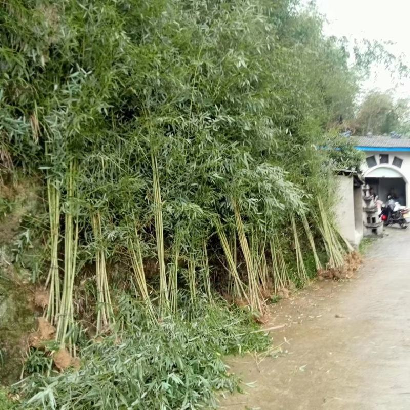 班竹【小竹苗精品】竹苗对接全国透明交易欢迎咨询