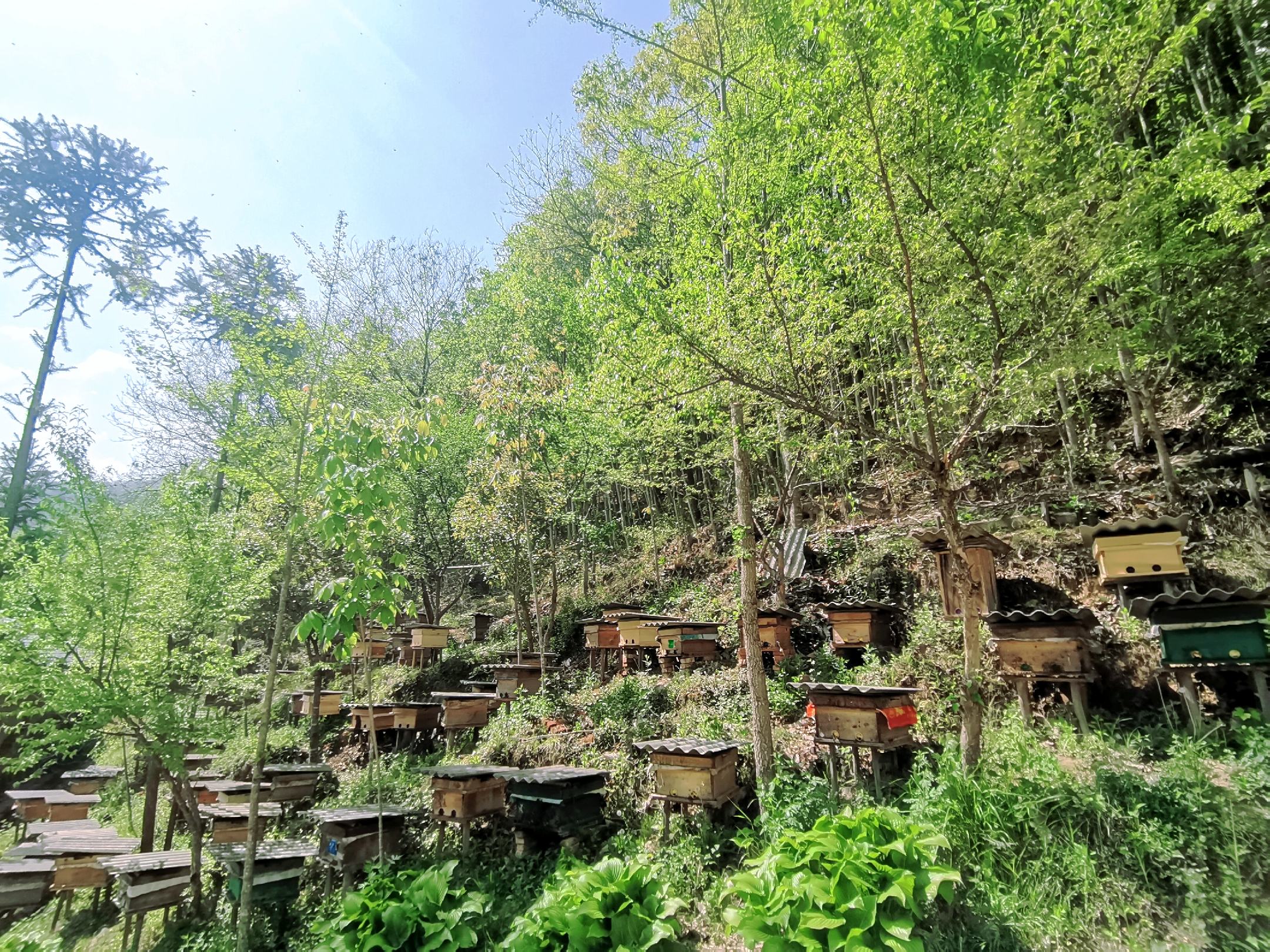 蜂农在蜂箱前采集蜂蜜的现场画面