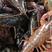 小龙虾食用活虾地板干净饱满肉鲜味美产地直发