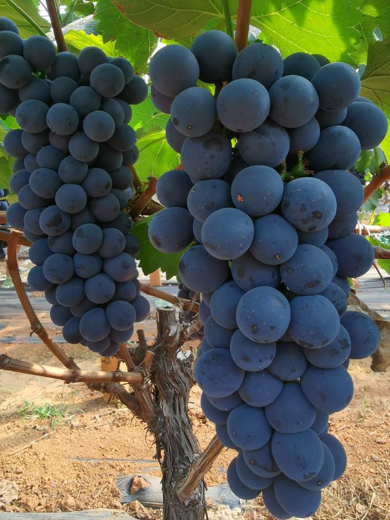 蓝莓夏黑葡萄基地货源欢迎全国市场商超及电商订购