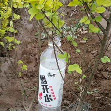 金叶榆