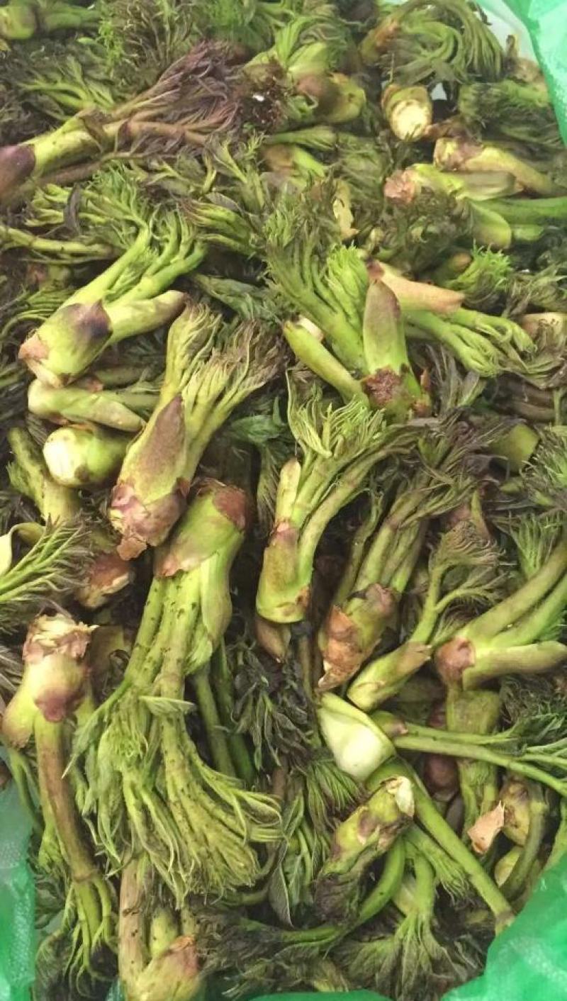 山野菜刺老芽黄瓜香，猴腿儿