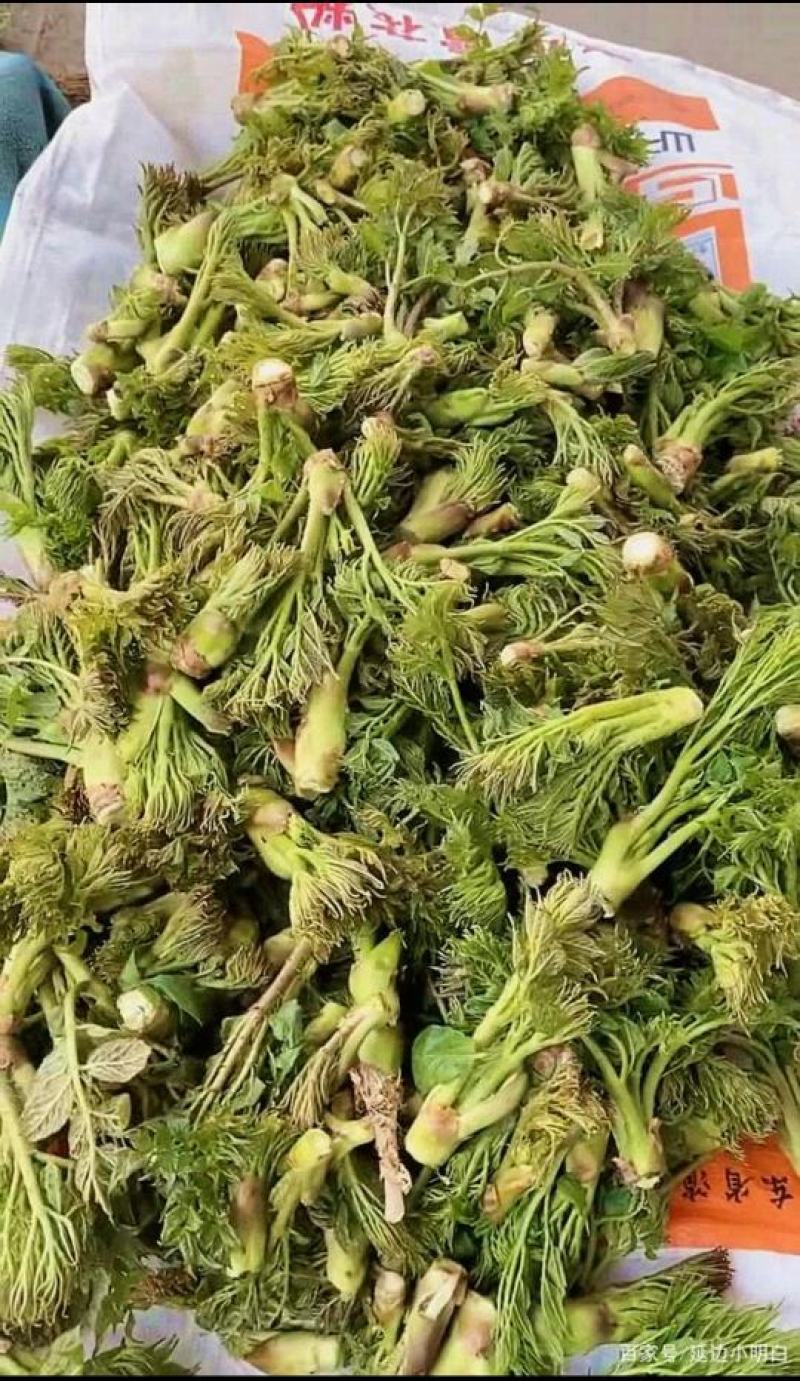 山野菜刺老芽黄瓜香，猴腿儿