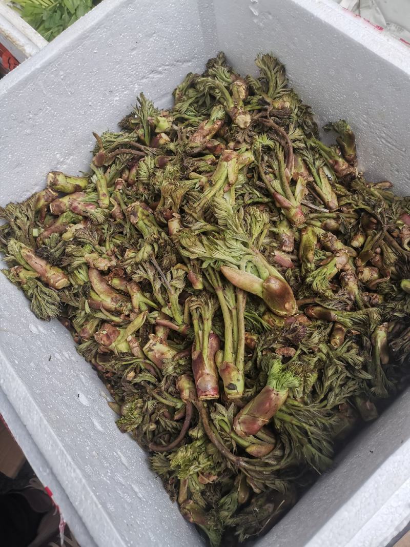山野菜刺老芽黄瓜香，猴腿儿