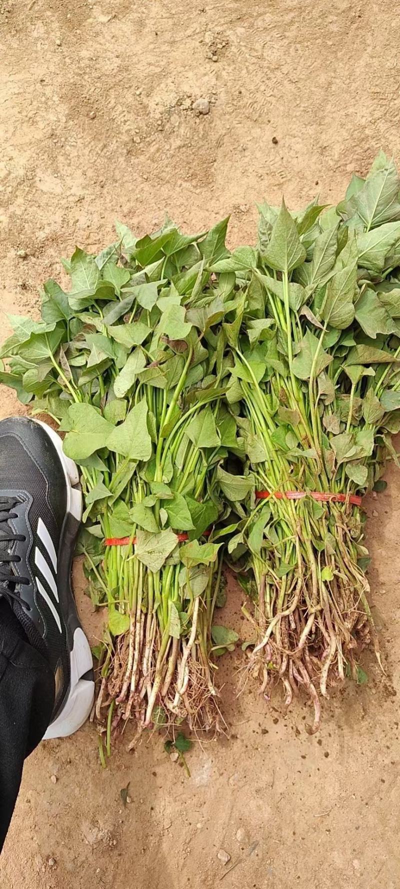 25年脱毒红薯苗烟薯苗红薯苗，一手货源欢迎