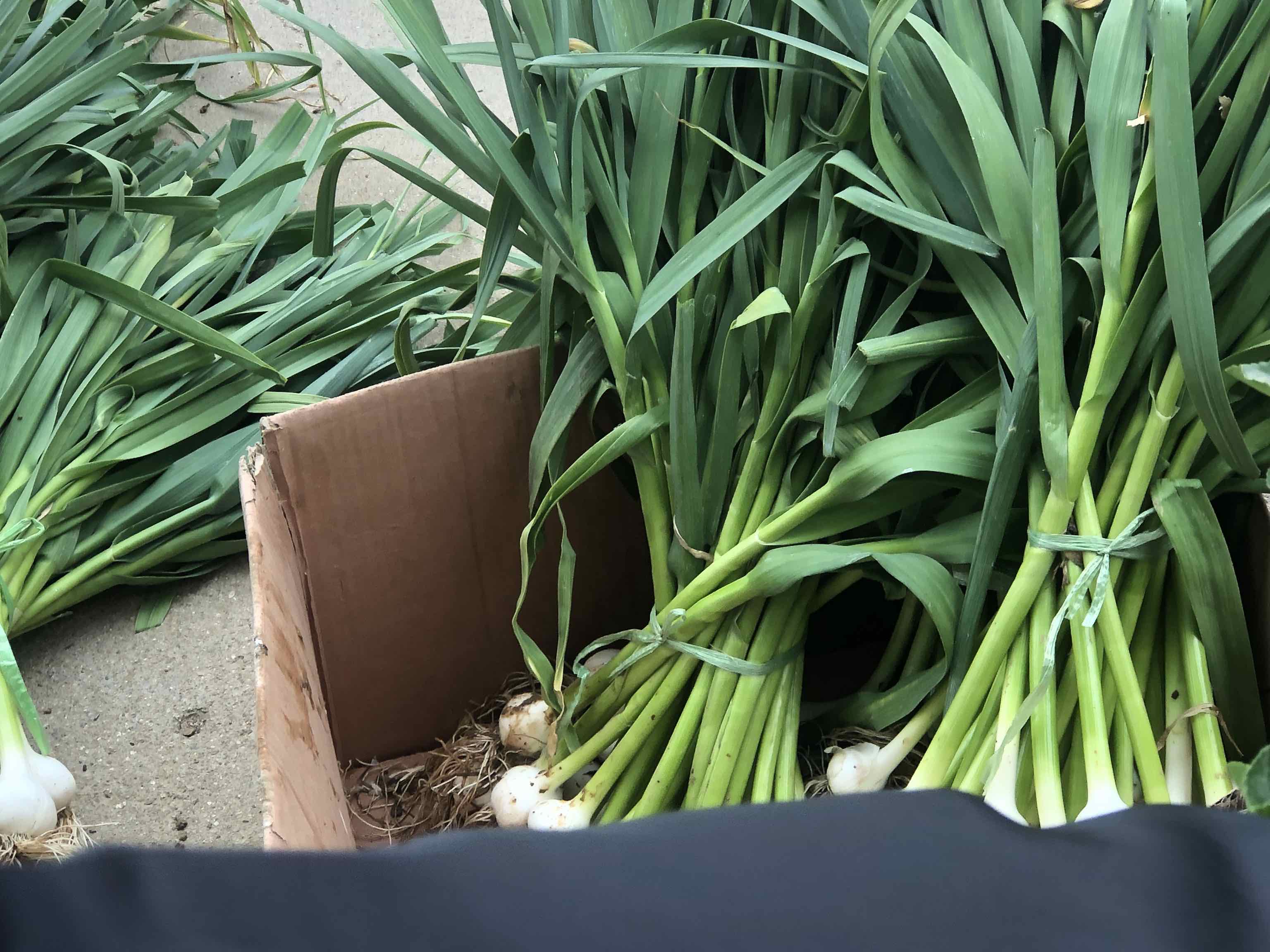 新鲜白皮蒜已剥皮并洗净晾干,准备进入腌制步骤 泡蒜前的白皮蒜准备