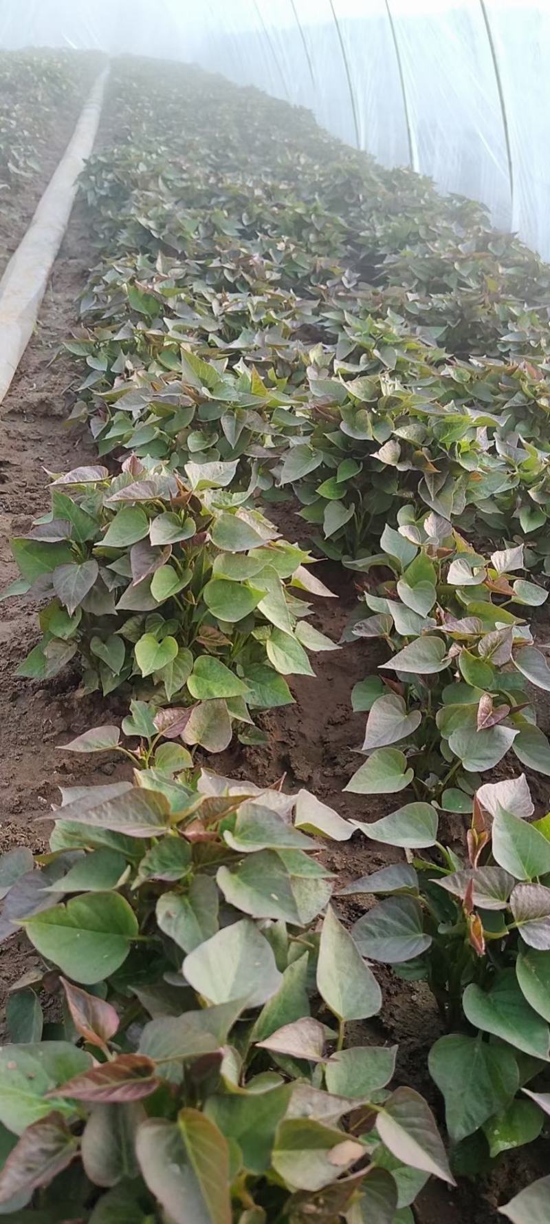 大量出售脱毒烟薯苗，红薯苗提供技术指导量大从优全国发