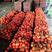 大红西红柿串果西红柿大量上市基地直发品质货源欢迎电联