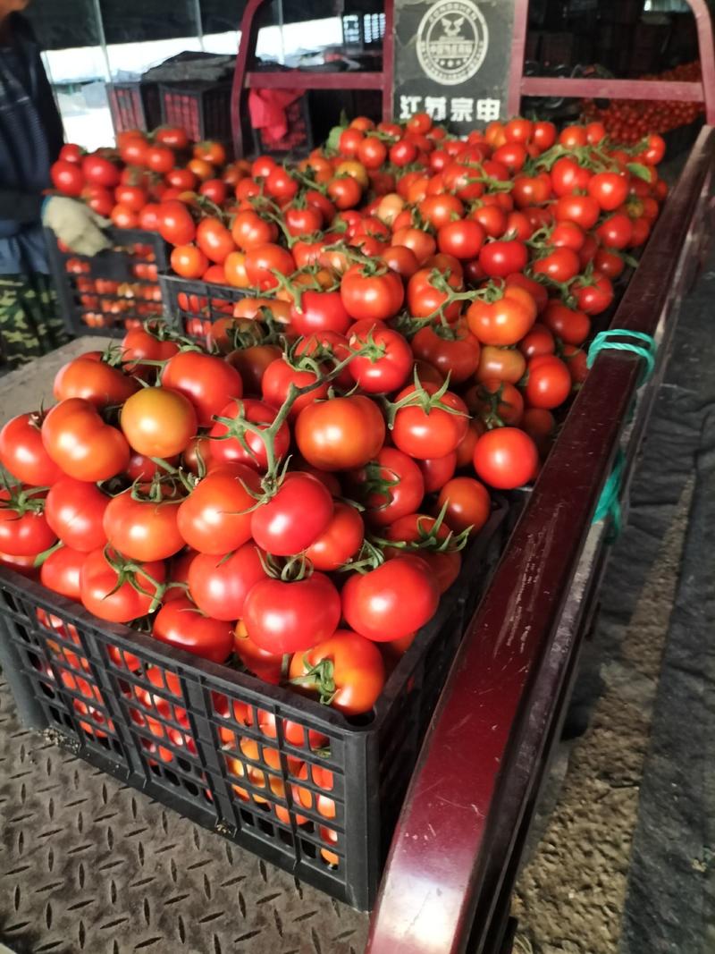 大红西红柿串果西红柿大量上市基地直发品质货源欢迎电联