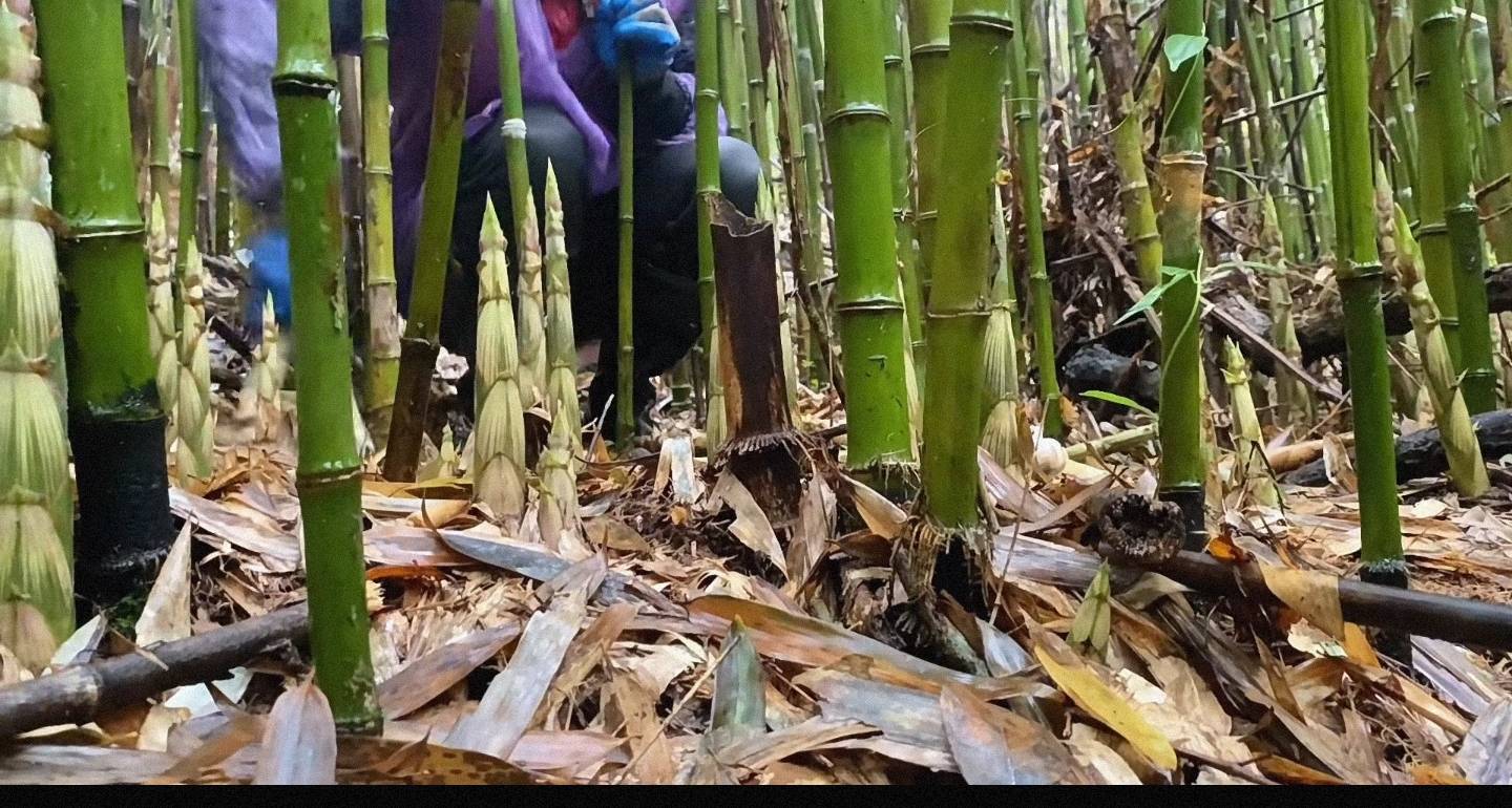 山芹菜采摘与处理流程图
