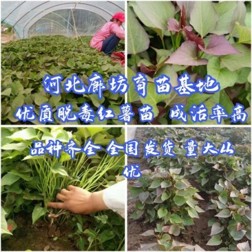 大量出售脱毒烟薯苗，红薯苗提供技术指导量大从优全国发