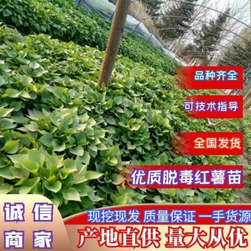 25年脱毒红薯苗烟薯苗红薯苗，一手货源欢迎