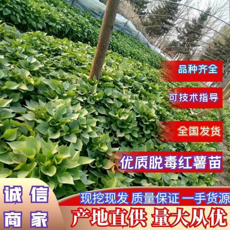 25年脱毒红薯苗烟薯苗红薯苗，一手货源欢迎