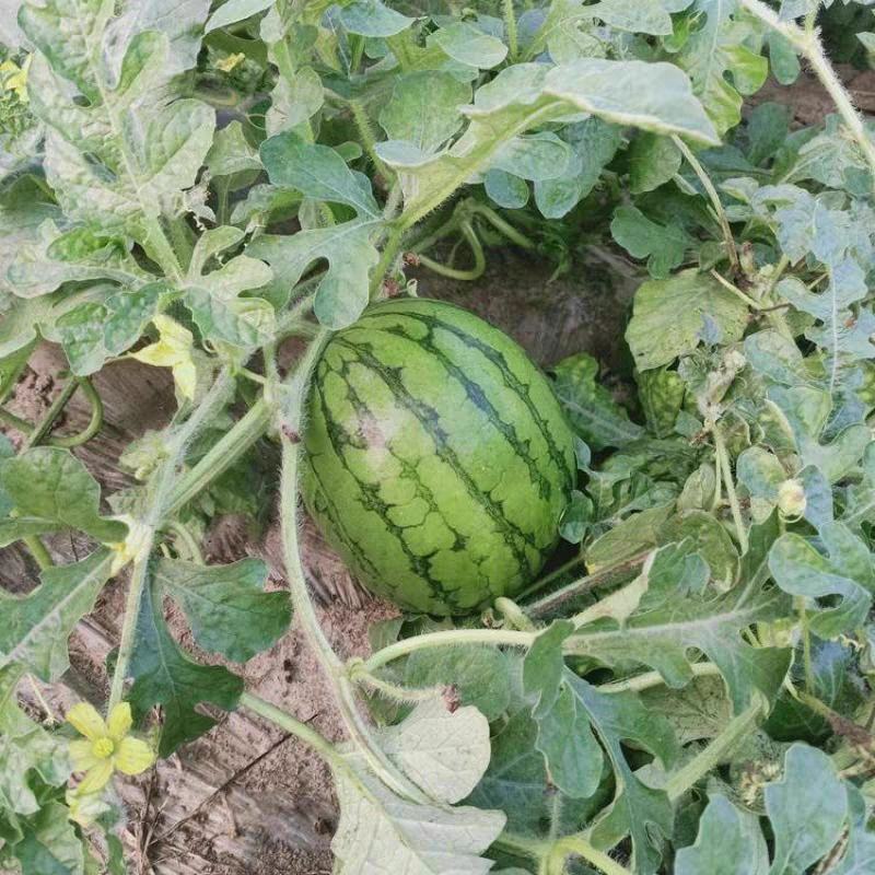黄瓤特小凤薄皮黄心西瓜冰淇淋西瓜江苏特小凤