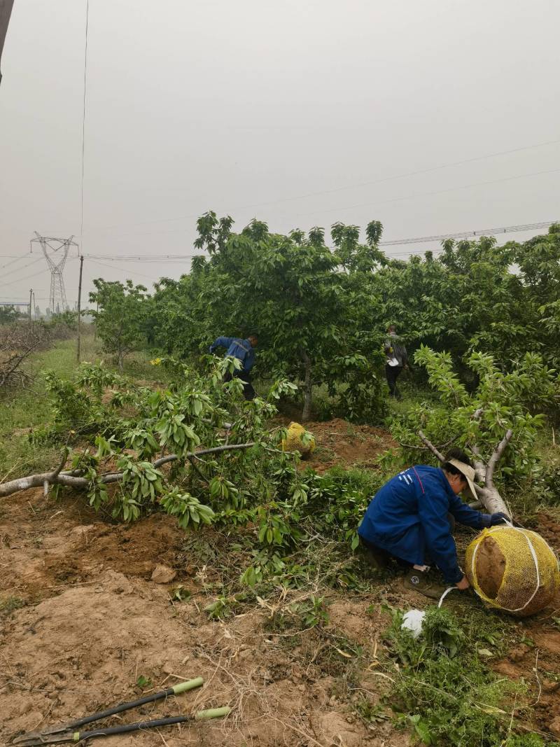 樱桃树8公分，12公分樱桃树，15公分樱桃树山西基地
